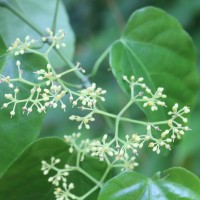 Cissus verticillata (L.) Nicolson & C.E.Jarvis